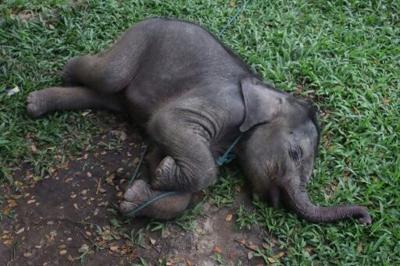 Baby elephant separated from mother rescued in Indonesia