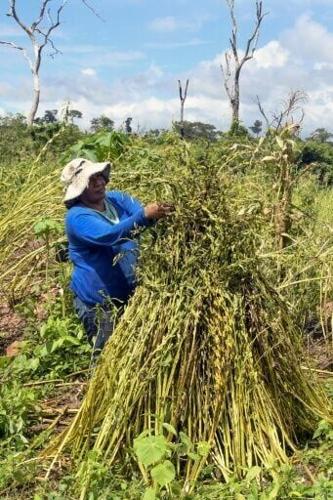 Burn land or plant trees? Bolivian farmers weigh their options