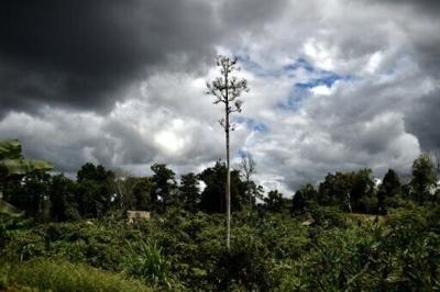 Papua New Guinea lifts ban on forest carbon credits