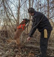 Dogs Can Help Detect, Remove Spotted Lantern Flies