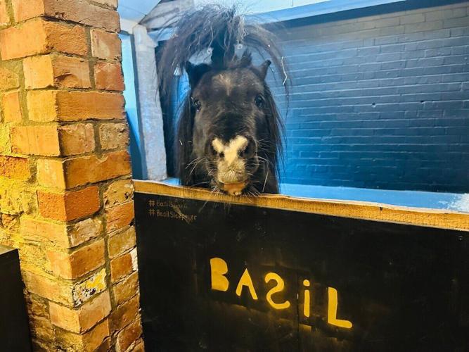 £180-a-night Airbnb – where you sleep in a barn with a horse