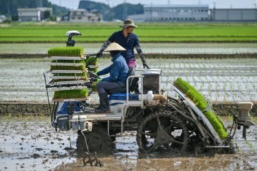 Rice prices Japan's hot political issue, on and off the farm