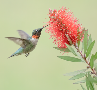 Hummingbird from Outdoor Alabama