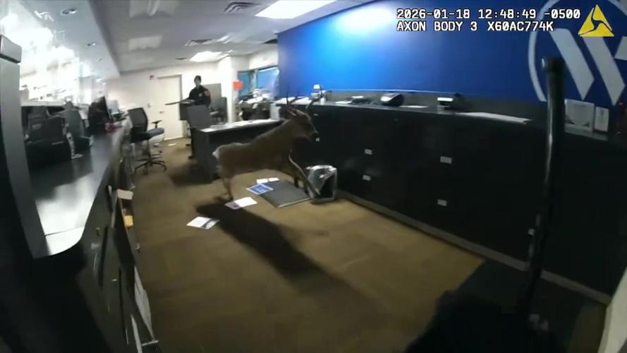 Police officers responded to a possible bank robbery to find a deer trapped inside