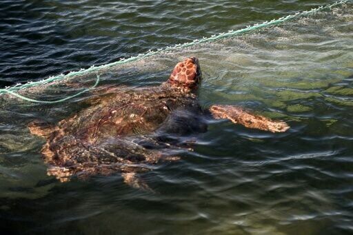 Tunisian rehab barge offers hope for vulnerable sea turtles
