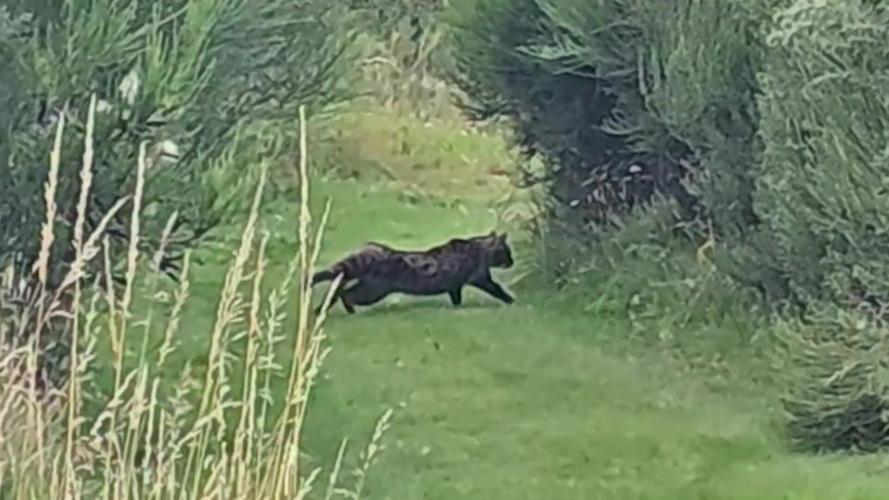 A ‘big cat’ has been captured on camera around a trout fishery – leaving experts confused about what it is.