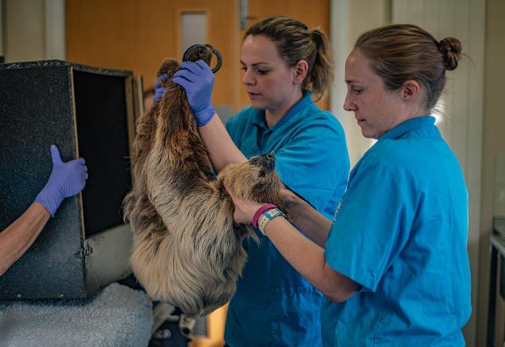 Rare sloth cured of toothache after pioneering dental surgery at zoo