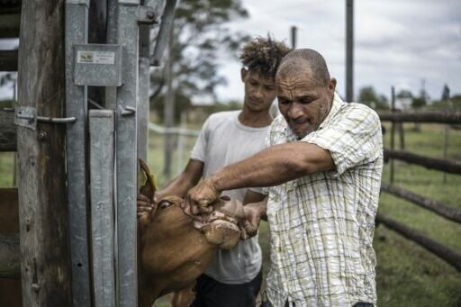 Farmers like Igsahn Felix believe the government allowed the crisis to escalate until it had gone too far