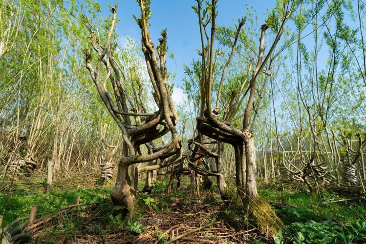 Britain’s first furniture orchard growing trees into chairs