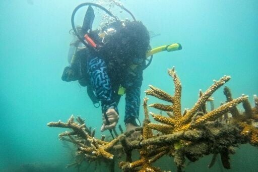 Former fishermen have opted to revive Colombia's coral reefs instead of destroying them