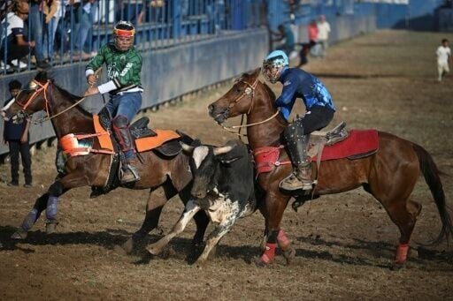 In the ring, cowboys try to grab the bull's tail and flip it over