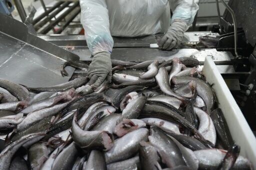 Missing merluza: Chile's battle to save its favorite catch