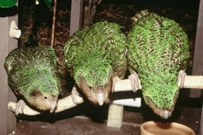 New Zealand's critically endangerd kakapo parrot only breeds every few years.