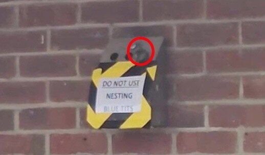 Blue tits nest inside pub’s ashtray