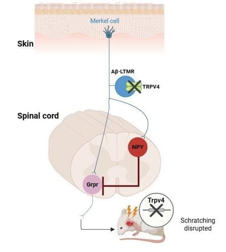 Why we know when to stop scratching an itch discovered