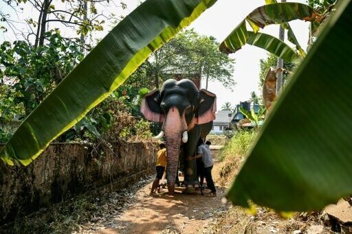 Model behaviour: India's anti-cruelty robot elephants