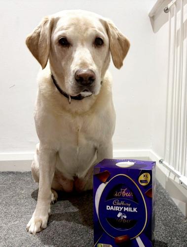 Dog saved after eating seven Easter eggs