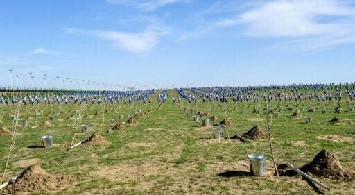 The Turkmen government announced that 162 million trees had been planted over the past twenty years