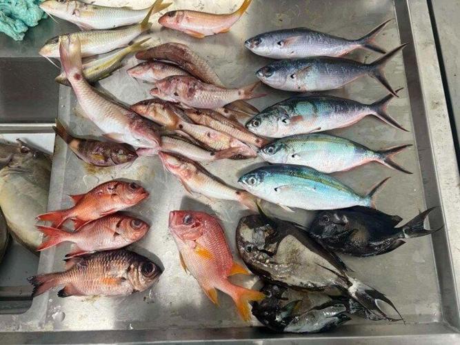 Fish in some of world’s most remote regions contaminated by plastic pollution
