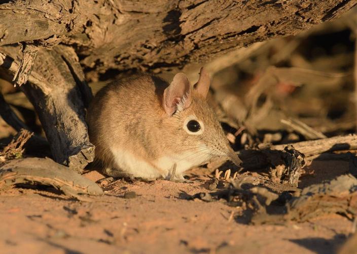 Ultra accurate footprint tracker developed to monitor endangered tiny mammals