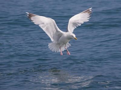 seagull_featured