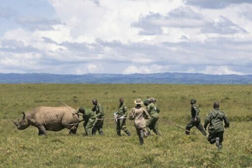 How to move a rhino