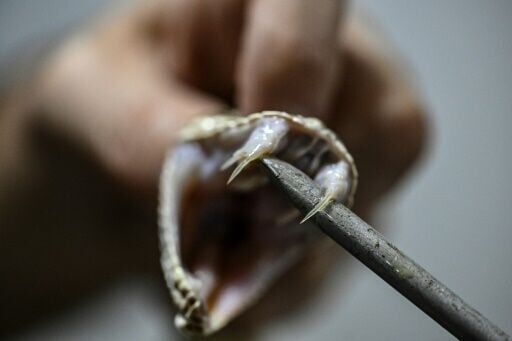 Man who let snakes bite him 200 times spurs new antivenom hope