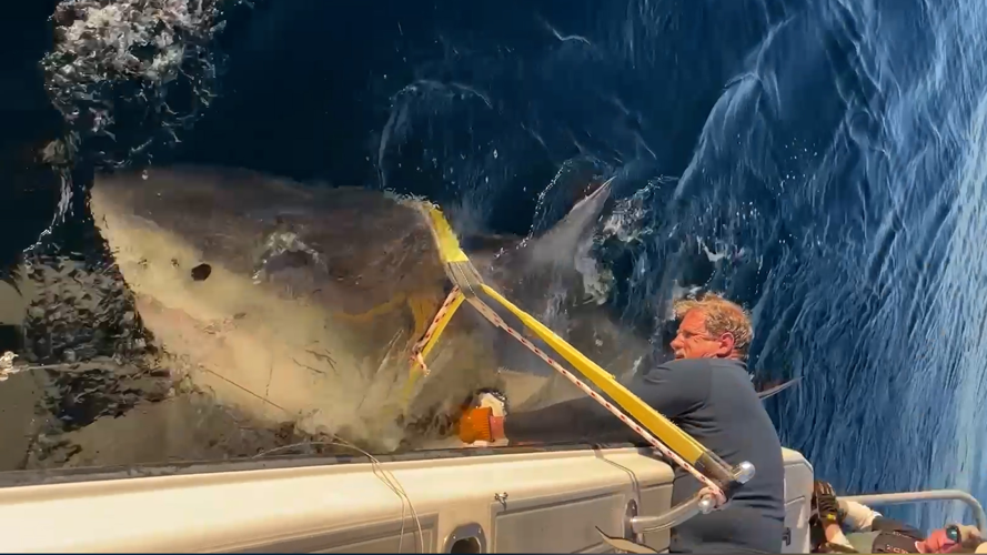 Biggest great white shark ever recorded in Atlantic headed for hotspot
