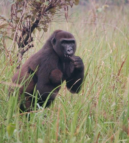 One armed gorilla twice rescued from snares becomes mum in 30s