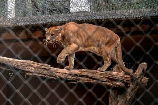 Sao Paulo's pumas under attack as 'stone jungle' threatens rainforest