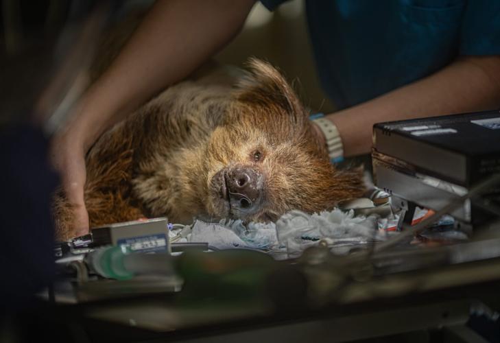 Rare sloth cured of toothache after pioneering dental surgery at zoo