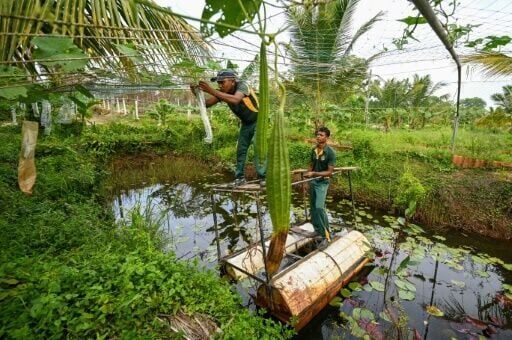 Salt of the earth: Pilot project helping reclaim Sri Lankan farms