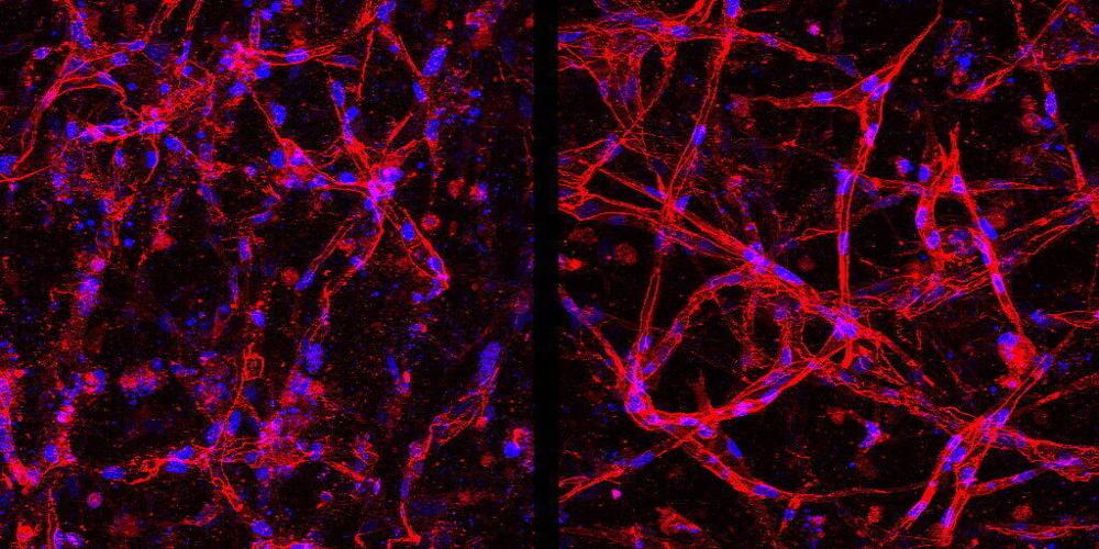 Blind people offered fresh hope of seeing again after lab breakthrough