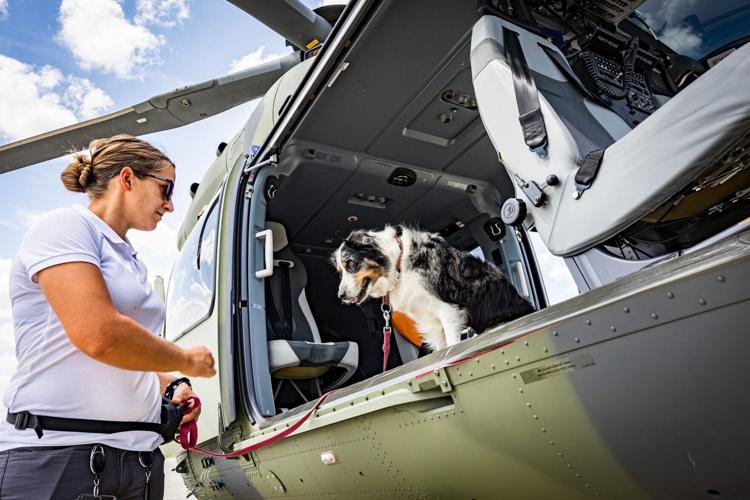 Rescue dogs overcome fear of helicopters during vital training