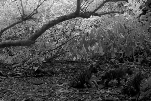 Trio of rare tiger cubs spotted in Thai national park