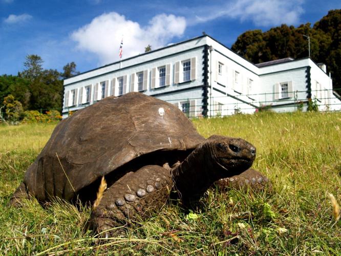 Giant tortoise called Jonathan could hold the key to living to 200 years of age