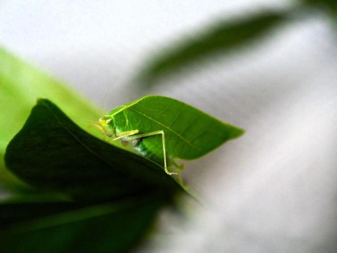 Male insect uses its leaf-like camouflage to attract mates