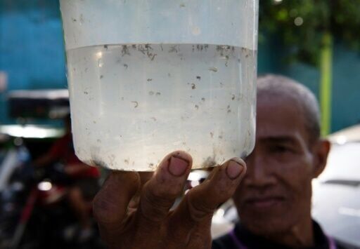 Manila neighbourhood puts bounty on dengue-carrying mosquitoes