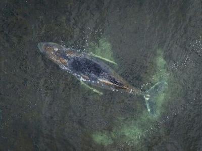 The plight of a whale stranded off the Baltic Sea coast has captured the hearts of the German public