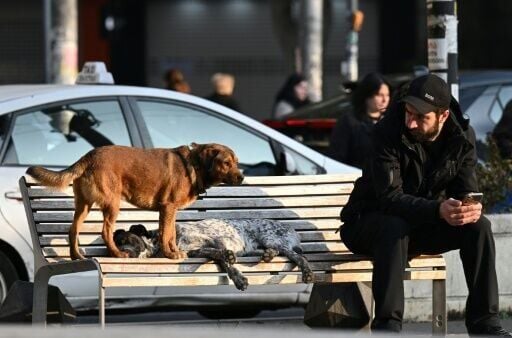 Many welcome the dogs as a symbol of Tbilisi, a showcase of Georgian hospitality