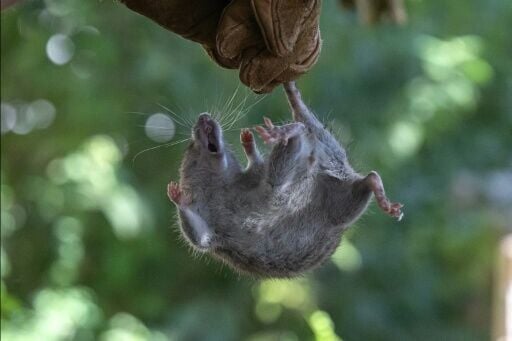 Hantaviruses are spread by rodents, in particular through contact with their droppings, urine or saliva