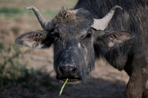 A water buffalo feeds in the marshes