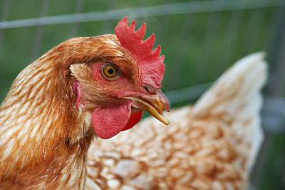 Avian Influenza is Back