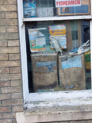 Rogue rats living in abandoned pet shop wreaking havoc in market town