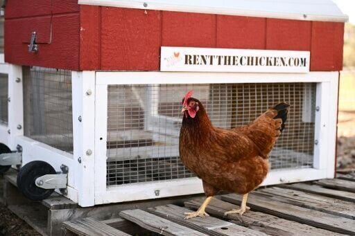 Backyard barnyard: rising egg prices prompt hen hires in US