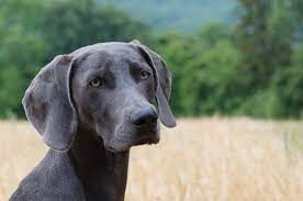 Alabama Black Belt Adventures taking entries for dog photo contest