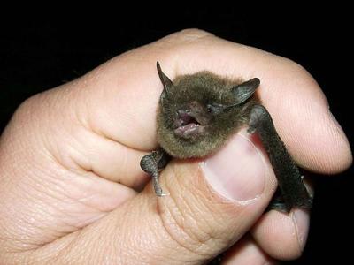 Bat stock