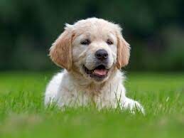 Puppy stock