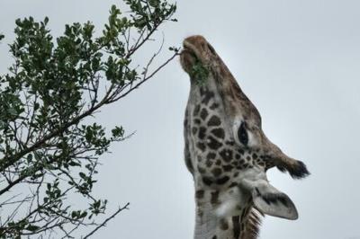 UN experts urge three 'transformations' for nature