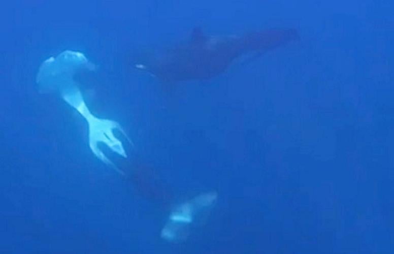 Orcas caught on camera ramming one of worlds heaviest fish so hard it exploded